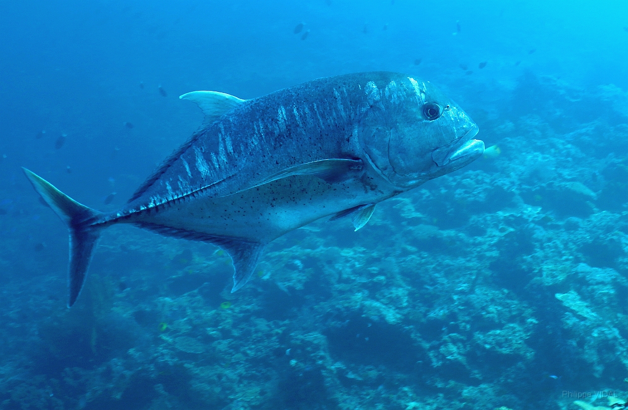 Sipadan_2015_Carangue a grosse tete_Caranx ignobilis_IMG_2986_rc.jpg